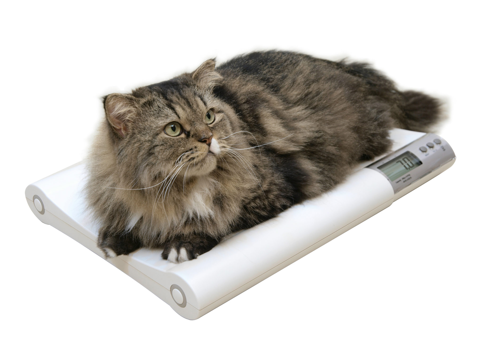 Весы для кошек купить. Весы для кошек. Весы для взвешивания котят. Кот взвешивается. Взвешивание кошки.