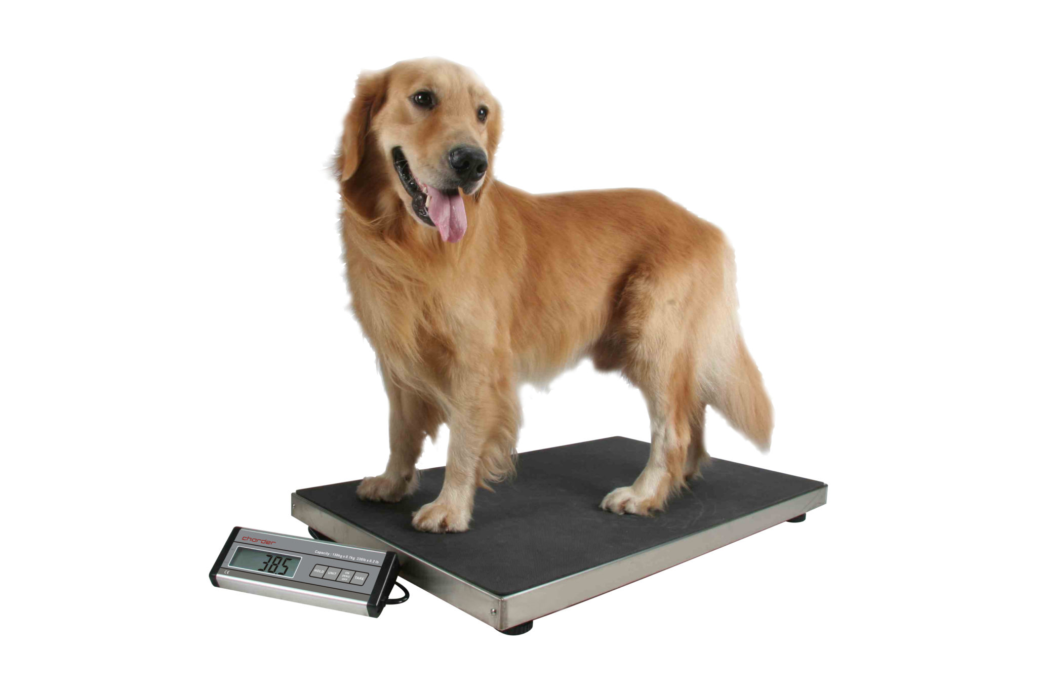 Гороскоп собаки весы